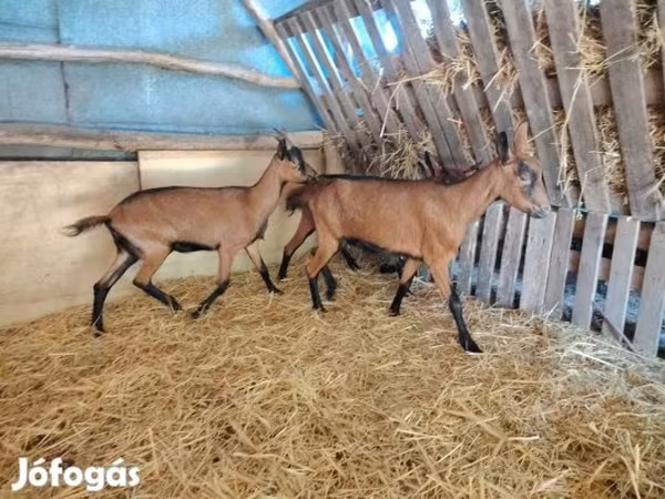 Cabra, Alpine goat