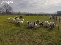 Widder, Dorper sheep — Foto 1