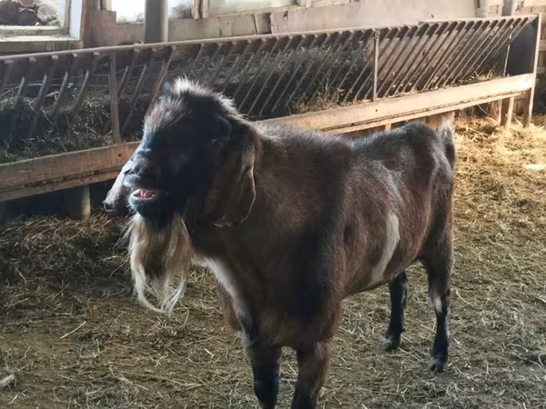 Jarac, Nubian Goat
