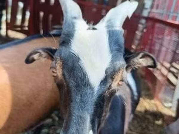 Chèvre, Chèvres