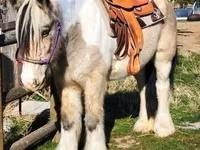 Mare, Gypsy horse — photo 6