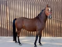 公马, Lipizzaner — 照片 2