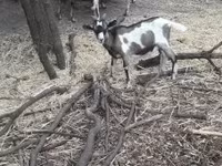 تيس, Nubian Goat — الصورة 4