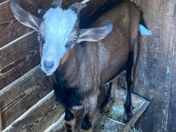 Ziegenbock, Ziegen