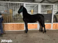 公马, Friesian — 照片 7