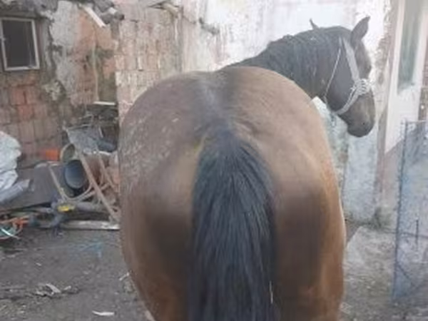 公马, Horses