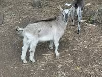Billy Goat, Goats — photo 4