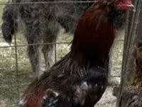 Chickens — fotografija 1