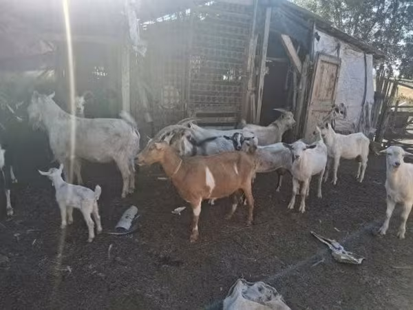 Koza, Kozy