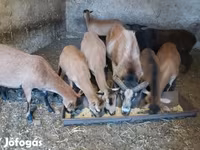 Widder, Cameroon sheep — Foto 3
