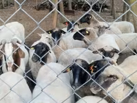 Qoyun, Tsigai sheep — foto 4