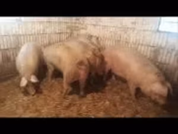Шошқалар (топ, жынысы көрсетілмеген), Шошқалар — Венгрия