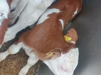 Bik, Simmental cattle — fotografija 4