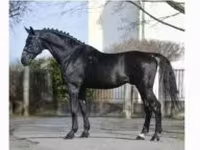 At, Nonius horse — foto 1