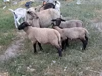 Brebis, Moutons — photo 2
