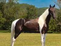Pastuv, Tennessee Walking Horse — fotografija 5