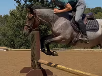حصان, Quarter Horse — الصورة 6