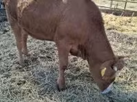 Krowa, Krowa limuzyńska — zdjęcie 1