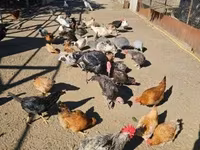 Chickens — Foto 1