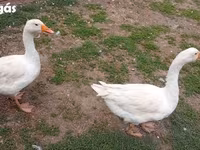 إمدن — الصورة 5