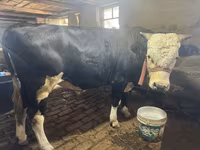 雌牛, Simmental cattle — 写真 1