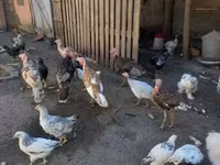 إنديان رانر — الصورة 4