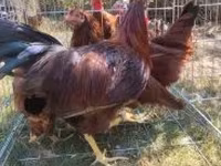 Chickens — الصورة 5