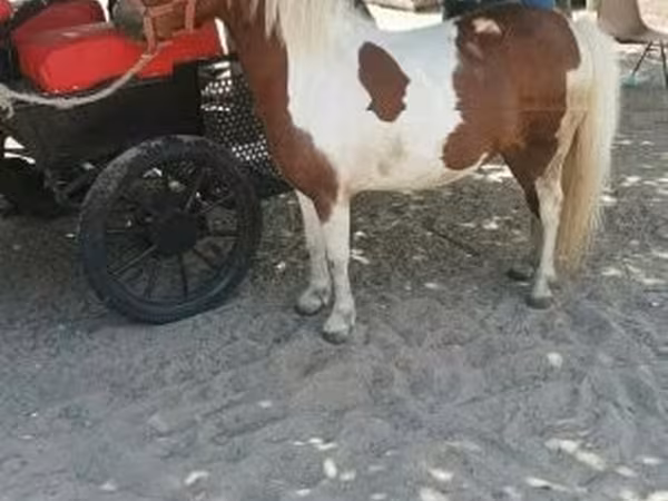 Kobyła, Konie