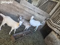 Koza, Козе — fotografija 2