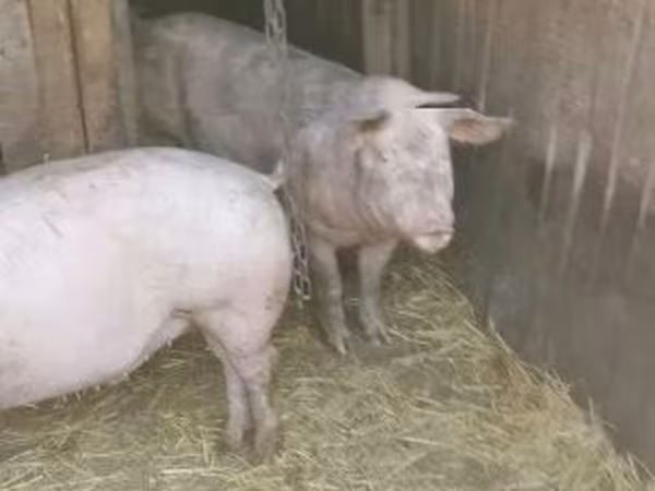 Porcs (lot, sexe non indiqué), Porcs