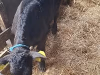Cow, Simmental cattle — photo 2
