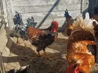 Chickens — 3-rasm