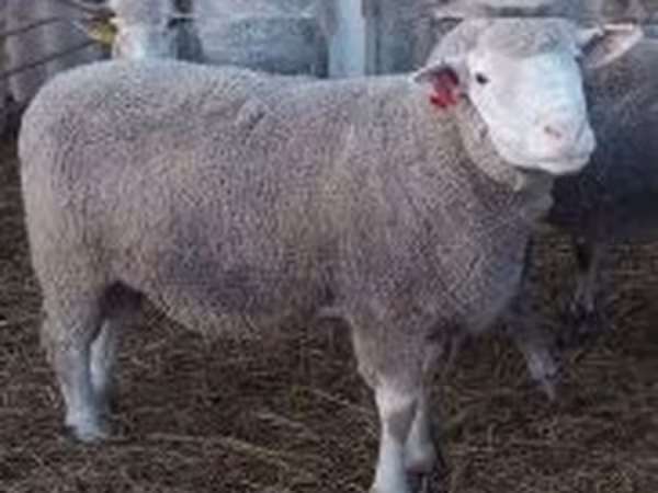 雄羊, Ile-de-France sheep — ハンガリー