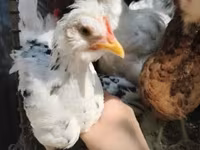 Chickens — Foto 4
