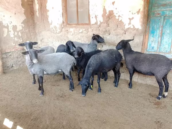 Qoyun, Romanov sheep