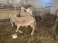 Qoç, Merino sheep — foto 5