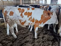 Krava, Simmental cattle — fotografija 4