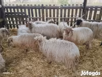 Carnero, Racka sheep — foto 4
