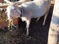Ovan, Lacaune sheep — fotografija 2