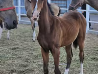 Pastuv, Akhal-Teke — fotografija 2