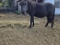 Koń, Konie — zdjęcie 3
