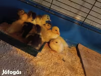 Ducks — photo 1