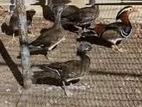Ducks — foto 3