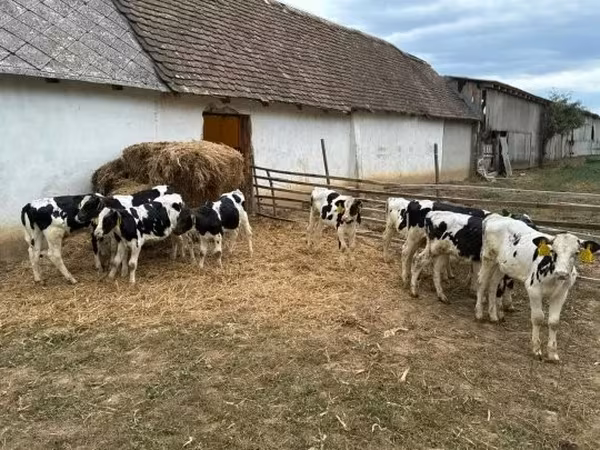 Bull, Holstein breed