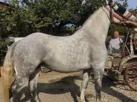 Кобила, Andalusian horse — фото 2