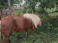 Kobila, Australian Pony — fotografija 4
