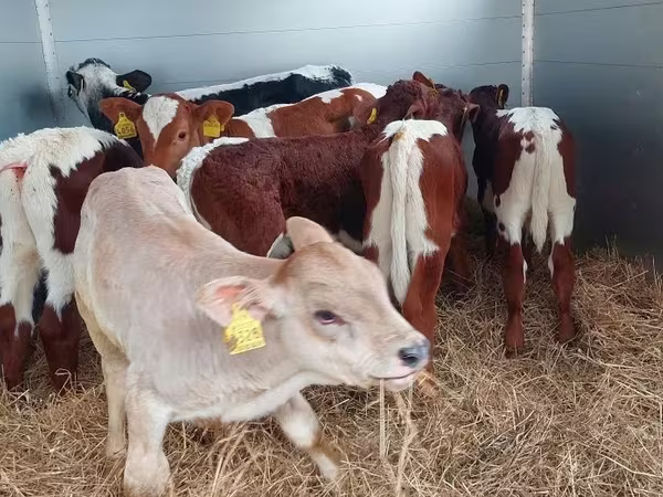 Buğa, Simmental cattle