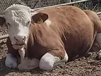 Byk, Simmental cattle — zdjęcie 1