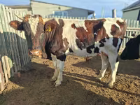 公牛, Latvian Blue cattle — 照片 4