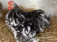 Bantam Pekín — foto 1